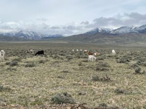 Grazing Goats